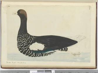 Canard peint. Nouvelle-Zélande, 1772-75
