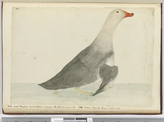 Canard appelé Racehorse pour sa rapidité à courir sur l