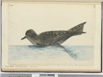 F.36 Pintado noir. Poulet de Mother Carey. Haute latitude sud, 1772-75