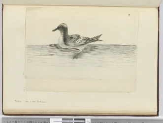 Pintado. Vu en haute latitude sud, 1772-75
