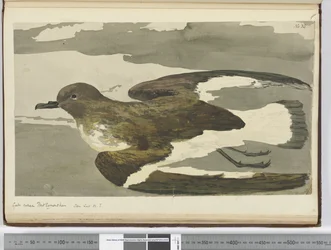 Goéland appelé poule de Port Egmont. Vu en lat. 50 S., 1772-75