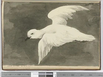 Pétrel blanc antarctique. Vu en lat. 60 à lat. 71 S., 1772-75