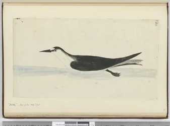 Noddy. Vu en mer haute latitude sud, 1772-75