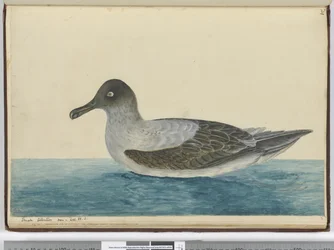 Petit albatros vu en lat. 65 S., 1772-75