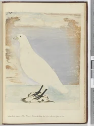 Un nouvel oiseau vu sur l