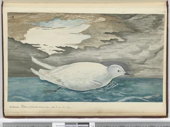 Pétrel antarctique (plus petit que le n° 29) vu avec la glace Jan. 1772, 1772-75