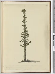 Type de pin épicéa sur l
