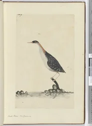 F.7 Petit pluvier. Nouvelle-Zélande, 1772-75