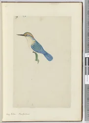 F.9 Martin-pêcheur. Nouvelle-Zélande, 1772-75