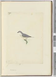 f.17 Oiseau non identifié de Nouvelle-Zélande, 1772-75