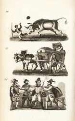 Le bœuf enragé, le ramoneur et la capture de Guy Fawkes