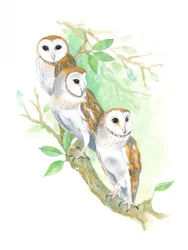 3 effraies des clochers