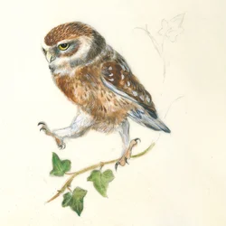 Un hibou déterminé