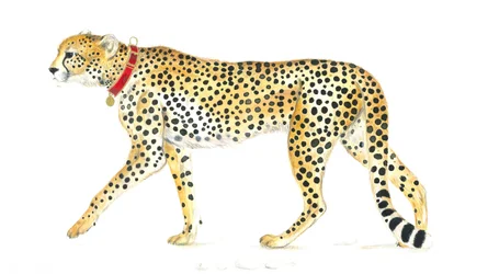 Promenade gracieuse du guépard