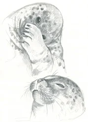Dessin de phoques gris