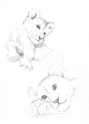 Lionceaux