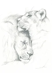 Sérénité du lion