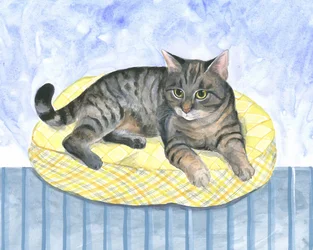 Chat-coussin