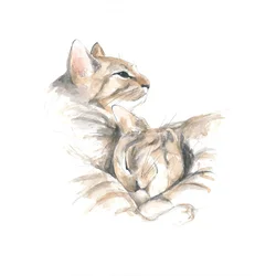 Chats détendus