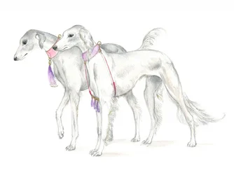 Chiens saluki aux colliers délicats