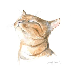 Chat tigré serein