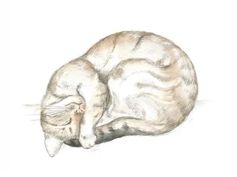 Chat tigré endormi