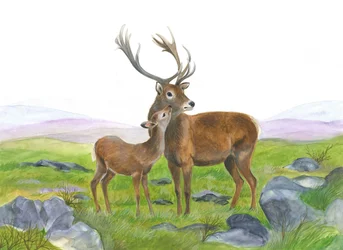 Cerf et jeune biche