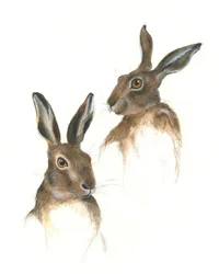 Étude de deux lièvres
