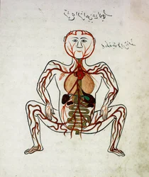Médecine arabe: circulation sanguine et système digestif. Miniature du manuscrit d