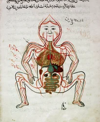 Médecine arabe : « circulation sanguine et système digestif » Miniature du manuscrit d