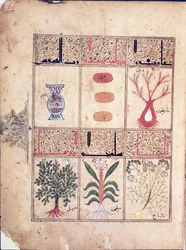 Ms. Arabe 2964 fol.49 Plantes du Traité de Thériaque d