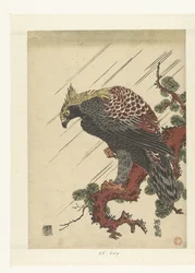 Aigle sur une branche de pin sous la pluie