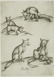 Les cinq renards