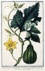 Une citrouille, 1772-1784