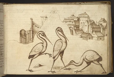 Des ibis (