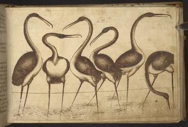 Oiseaux, de Historia Animalium