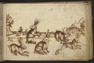 Lapins (