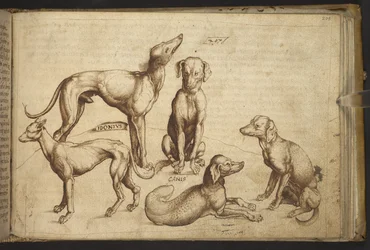 Chiens de différentes races (