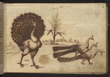 Add. 82955, f.53 Paons ("pavo"), tiré de Historia Animalium, comprenant 245 dessins à la plume et à l