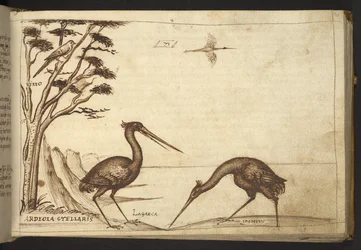 Add. 82955, f.70 Héron (