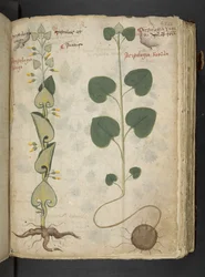 Un herbier, Belluno