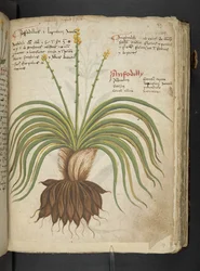 Un herbier, Belluno