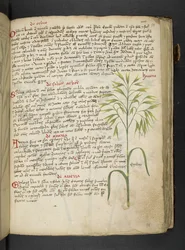 Un herbier, Belluno