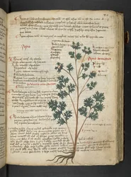 Un herbier, Belluno