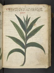 Un herbier, Belluno