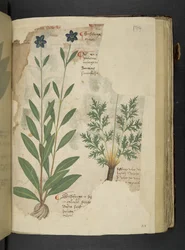 Add MS 41623 f.104r Sassifraga, de 