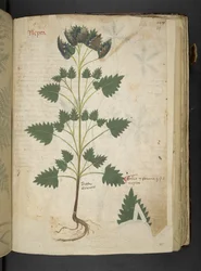 Add MS 41623 f.115r Nepta, de 
