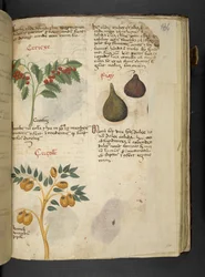 Arbres fruitiers et figues, de 