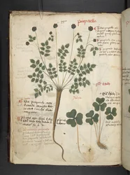 Un herbier, Belluno