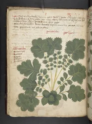 Add MS 41623 f.24v Un herbier, Belluno
